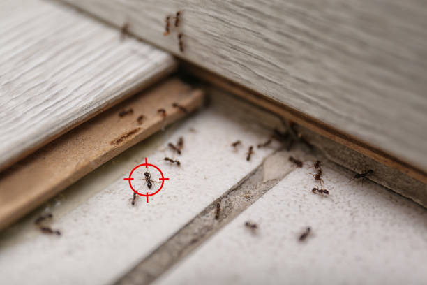 Pest Control Cost in Galena Park, TX