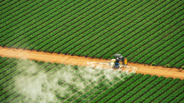 Best Termite Control Services  in Galena Park, TX