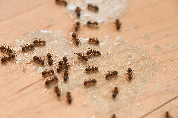 Best Cockroach Control Services  in Galena Park, TX